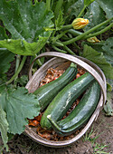 Freshly harvested zucchini and onions in a wicker basket