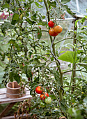 Tomatenpflanze mit reifen Tomaten im Gewächshaus