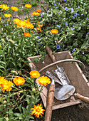 Blühende Ringelblumen im Garten neben Gartengeräten in Holzkiste