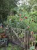 Flowering dahlia bed in a rustic garden with wooden fence