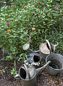 Gießkannen und Eimer aus Zink im blühenden Sommergarten