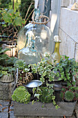 Old metal drink crate decorated with ivy, root plants (succulents) and balloon bottles