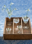 Snowdrops (Galanthus nivalis) in various glasses on a wooden tray