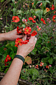 Frau hält orangerote Mohnblumen (Papaver) in der Hand