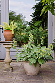 Pflanzkübel mit Frauenmantel (Alchemilla) und Farn auf Terrasse vor Glasfenstertür