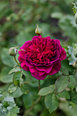 Dark red shrub rose (Rosa) with buds in the garden