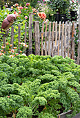 Grünkohl im Gartenbeet vor rustikalem Holzzaun