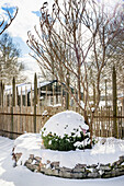 Winterlicher Garten mit Schnee bedecktem Buchsbaum und Gewächshaus im Hintergrund