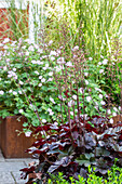 Purpurglöckchen (Heuchera) in modernem Gartenbeet