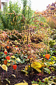 Japanischer Ahorn (Acer palmatum) und Lampionblumen im Herbstkleid