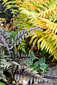 Farn und Hosta im herbstlichen Gartenbeet