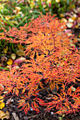 Fächer-Ahorn (Acer palmatum) im herbstlichen Garten