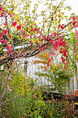 Herbstlicher Garten mit rot gefärbtem Laub und Gartenhaus im Hintergrund