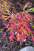 Fächerahorn (Acer palmatum) mit herbstlicher Laubfärbung im Garten