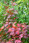 Roter Fächerahorn (Acer palmatum) im sommerlichen Garten