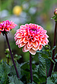 Dahlie (Dahlia) mit rosa und orangefarbenen Blüten im Garten