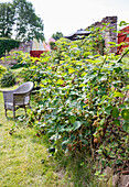 Himbeersträucher entlang einer Steinmauer im Garten mit Korbsessel