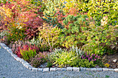 Buntes Herbstlaub im Gartenbeet entlang eines Kieswegs