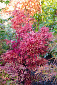 Roter Fächerahorn (Acer palmatum) im herbstlichen Garten