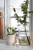 Hyacinths in pot and twig in glass vase in front of window