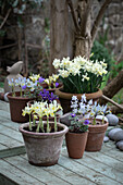 Spring flowers in terracotta pots - Anemone blanda Blue Shades, Ipheion uniflorum, Iris reticulata Katherine's Gold, Katharine Hodgkin, Narcissus Snow Baby