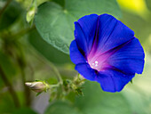 Morning glory with bud, blurred background with green leaves