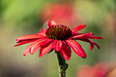 Red echinacea or coneflower against a blurred background