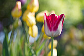 Rot-weiße Tulpe vor verschwommenem Hintergrund