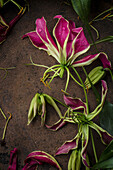 Blüten der Ruhmeskrone (Gloriosa superba) mit rostigem Hintergrund