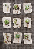 Nine succulents on paper strips on a grid background, top view