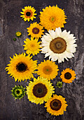 Various sunflowers (Helianthus) arranged on a dark background