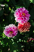 Dahlias (Dahlia) in the summer garden bed