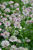 Astrantia flower