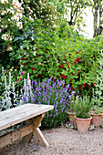 Wooden garden bench surrounded by flowering lavender and blackcurrant bushes