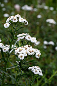 White mountain aster (Aster alpinus) in the summer garden