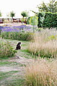 Gartenlandschaft im Sommer mit Lavendel, Gräsern und sitzender Katze