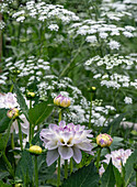 Dahlias and white umbellifers