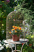 Blooming pot with orange flowers in birdcage on round garden table