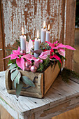 Advent arrangement with pink poinsettias (Euphorbia pulcherrima) and candles in a wooden box