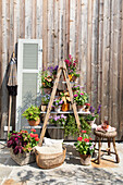 Ladder shelf with flowering plants and rattan furniture in front of a wooden wall in the garden