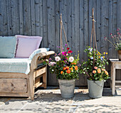 Holzbank mit Kissen und bunten Sommerblumen in Metallkübeln auf Terrasse