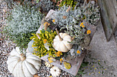 Herbstliche Dekoration mit Kürbissen, Heidekraut und gelbem Schleierkraut auf Holzhocker im Garten