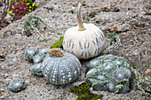 Painted decorative pumpkins and succulents on a stony surface in the autumn garden