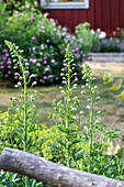 Grüne Gartenstauden vor rotem Holzgebäude im Sommer