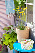 Drumstick-Blumen (Craspedia) im Korb neben Miniteich auf Balkontisch