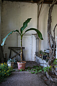 Banana plant in a rustic setting in front of old walls
