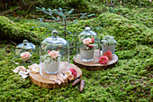 Small flower arrangements under glass bells in a bed of moss