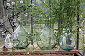 Decorative glass vases with climbing plants and fairy lights in the greenhouse