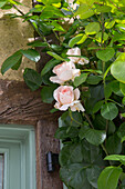 Pale pink climbing roses (pink) on a rustic house wall