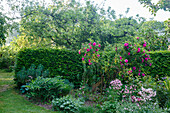 Flowering garden with roses (pink), trees and hedge